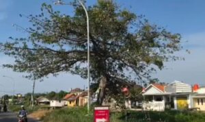 Pohon-Kapuk-Pertamina
