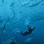 diving 1